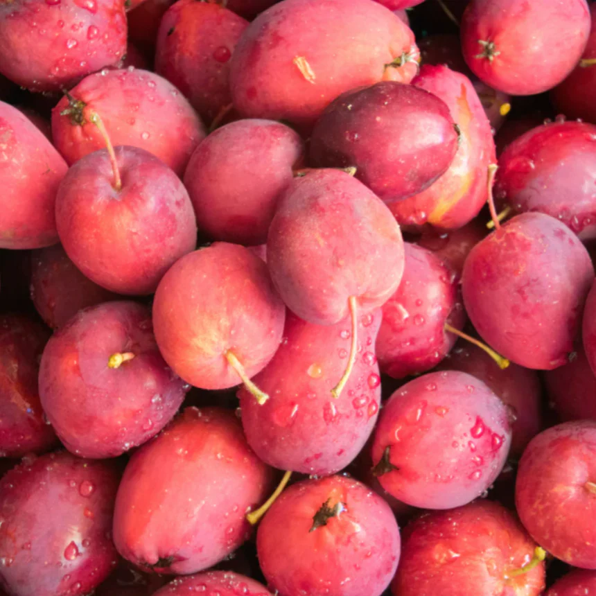Dolgo Crabapple | Malus 'Dolgo' - Image 4