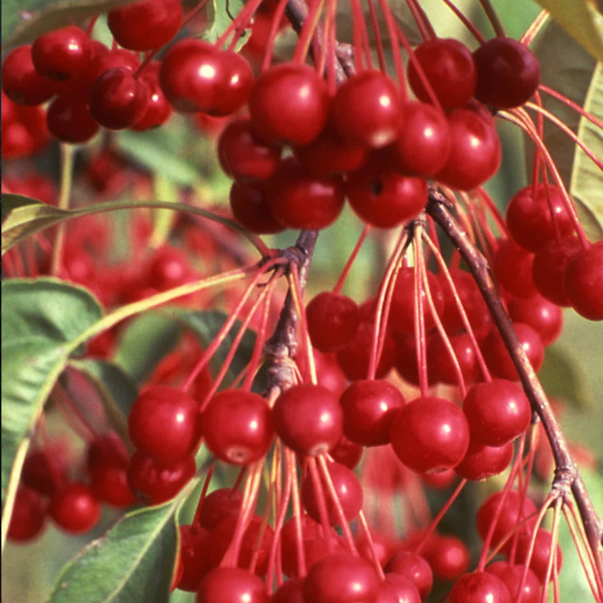 Donald Wyman Crabapple | Malus 'Donald Wyman' - Image 2