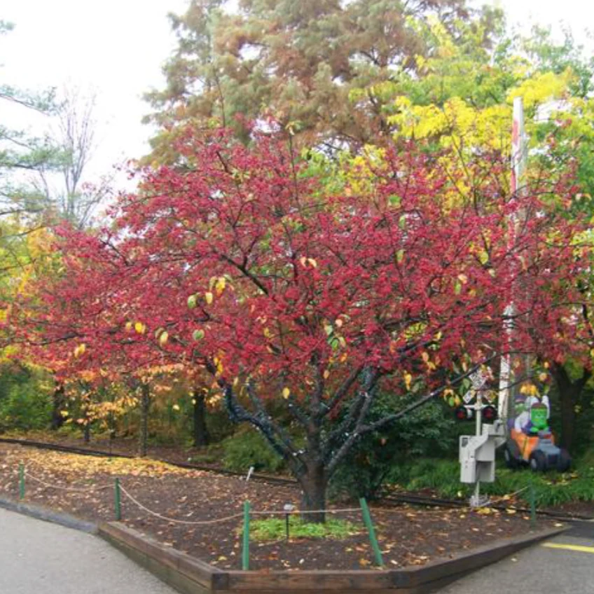 Donald Wyman Crabapple | Malus 'Donald Wyman' - Image 3