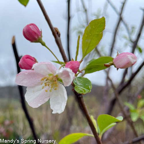 Donald Wyman Crabapple | Malus 'Donald Wyman' - Image 4
