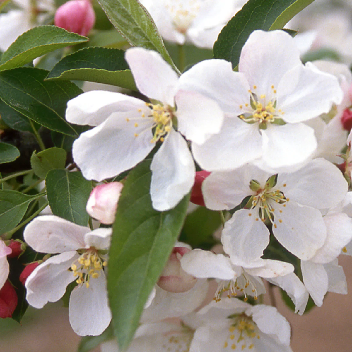 Donald Wyman Crabapple | Malus 'Donald Wyman' - Image 5