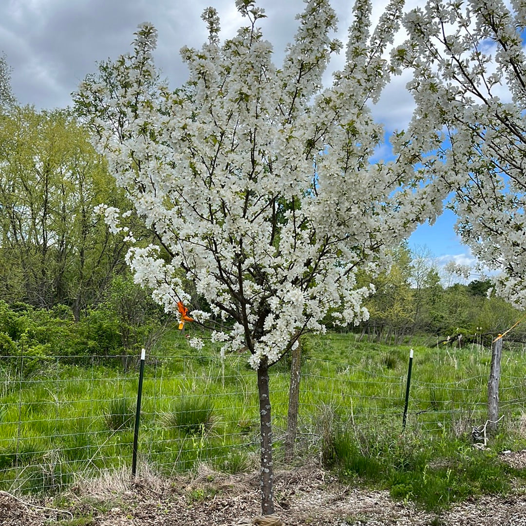 Donald Wyman Crabapple | Malus 'Donald Wyman' - Image 6