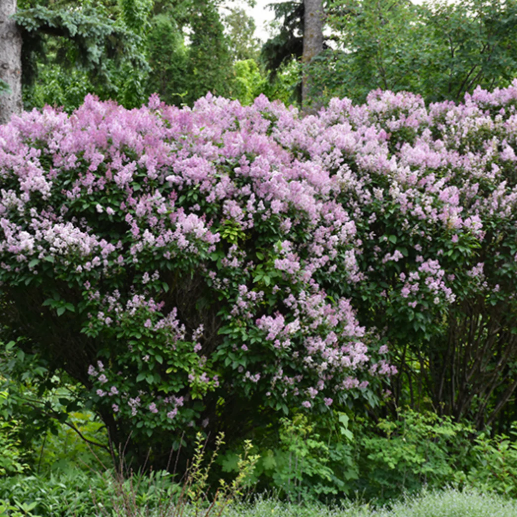 Donald Wyman Lilac | Syringa x prestoniae - Image 3
