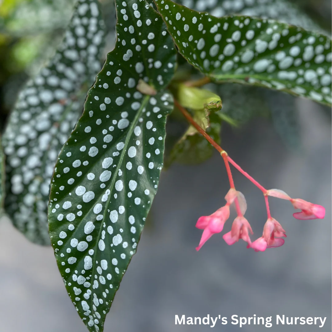 Double Dot Begonia | Begonia c - Image 5