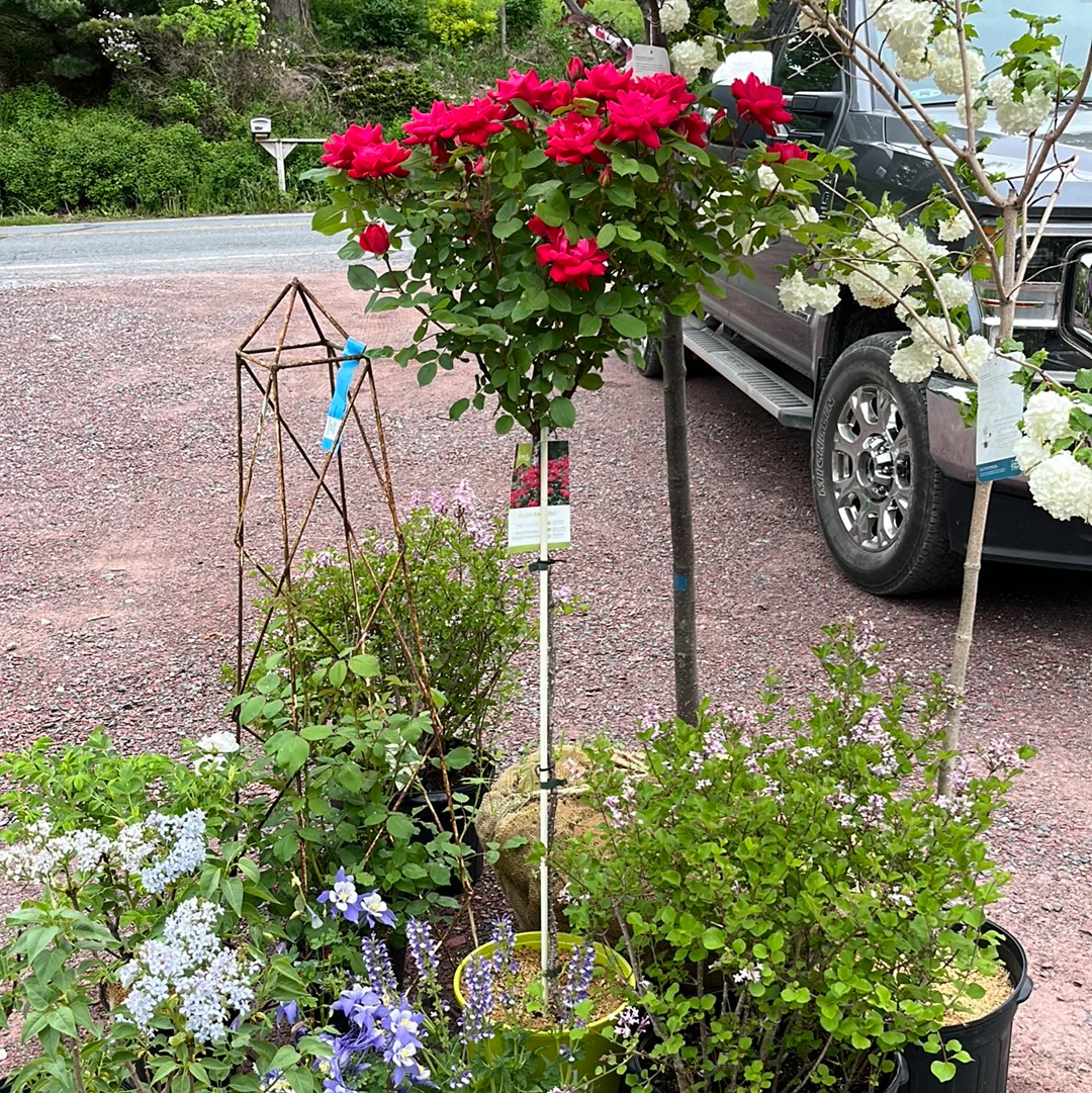 Red Double Knock Out Rose Tree-Form | Rosa - Image 10