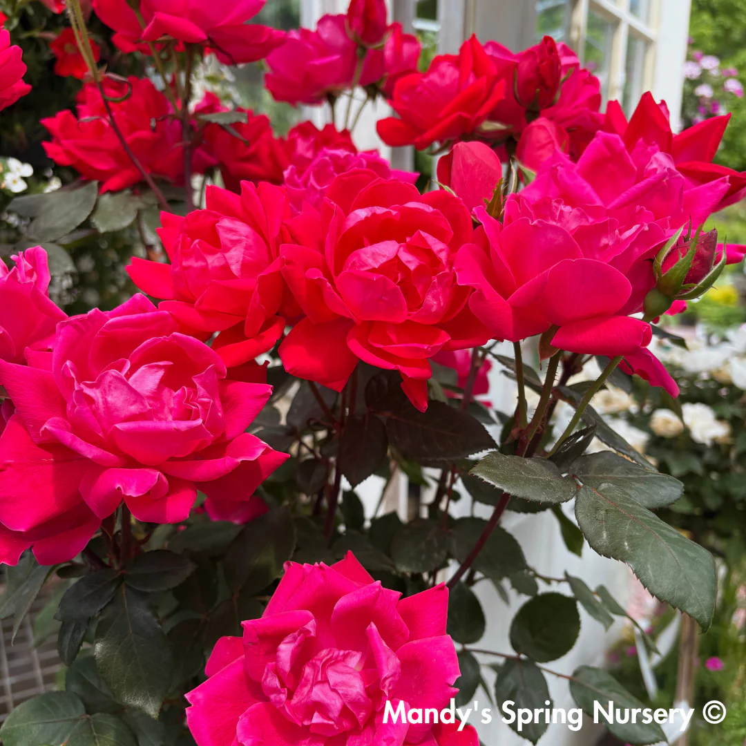 Red Double Knock Out Rose Tree-Form | Rosa - Image 11