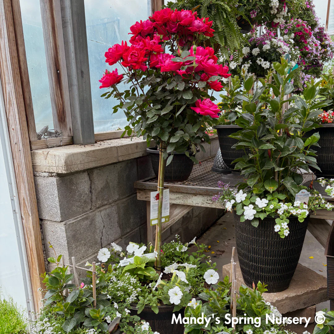 Red Double Knock Out Rose Tree-Form | Rosa - Image 3