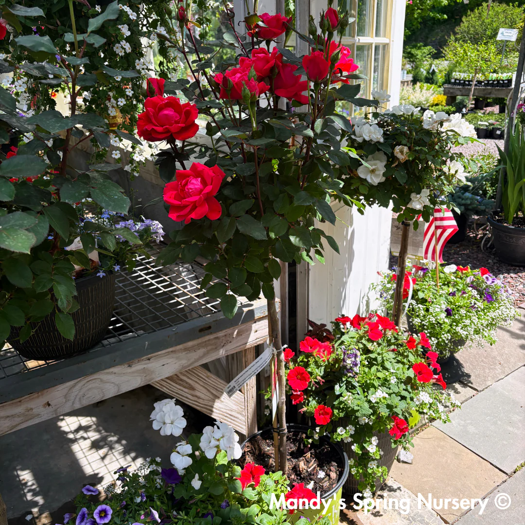 Red Double Knock Out Rose Tree-Form | Rosa - Image 4