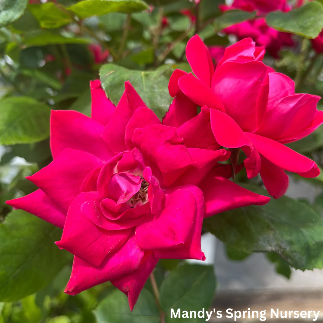 Red Double Knock Out Rose Tree-Form | Rosa - Image 5