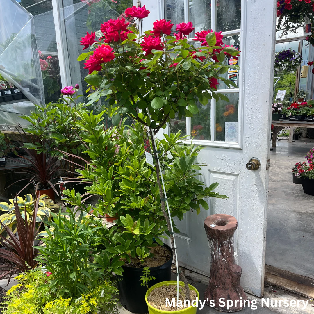Red Double Knock Out Rose Tree-Form | Rosa - Image 6