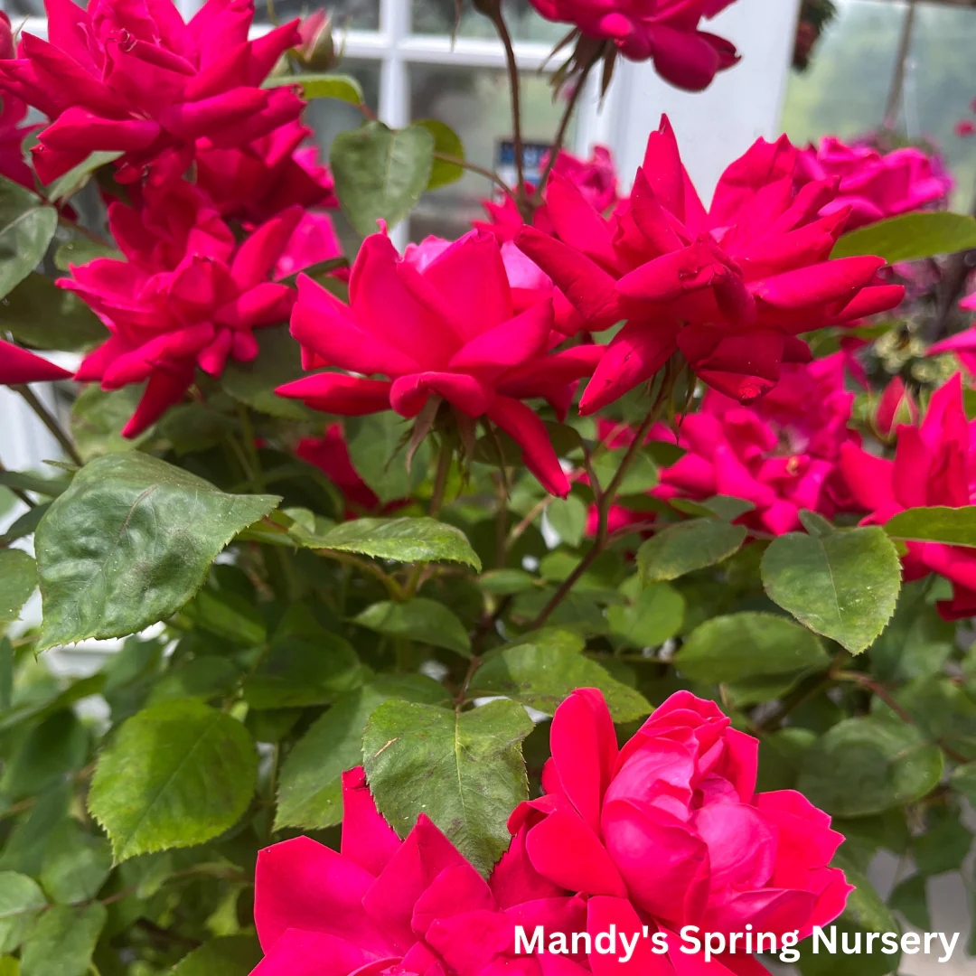Red Double Knock Out Rose Tree-Form | Rosa - Image 7