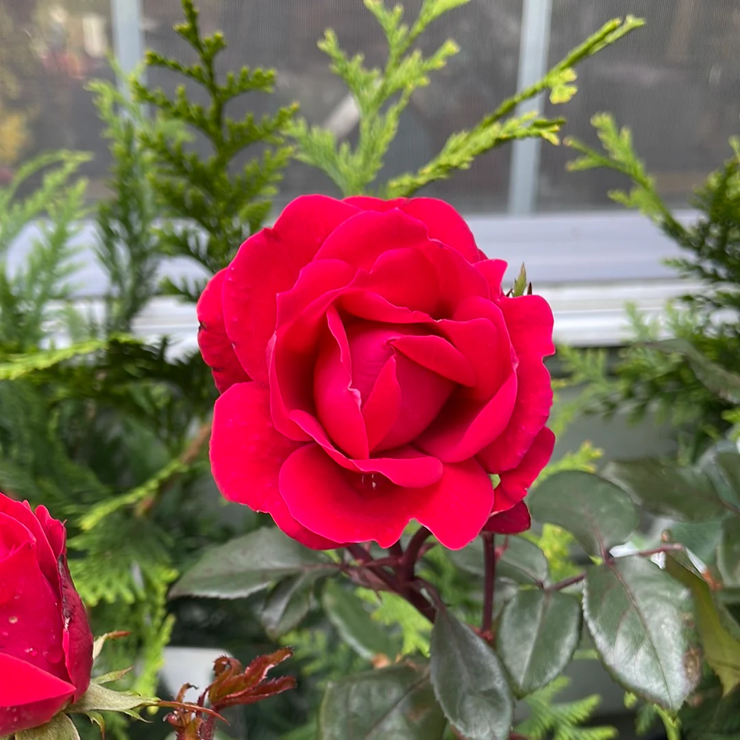 Red Double Knock Out Rose Tree-Form | Rosa - Image 8