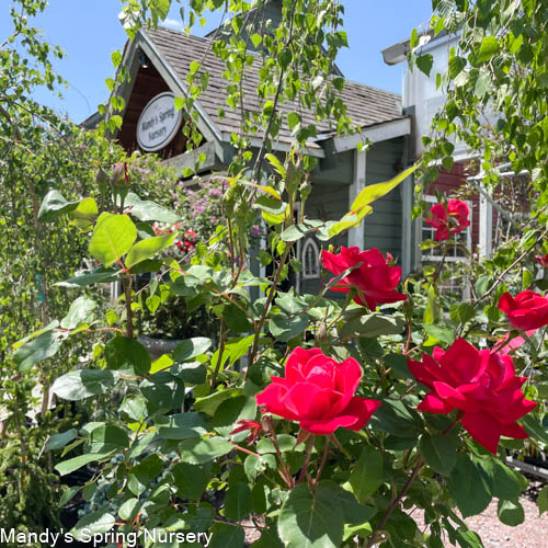 Red Double Knock Out Rose Tree-Form | Rosa - Image 9