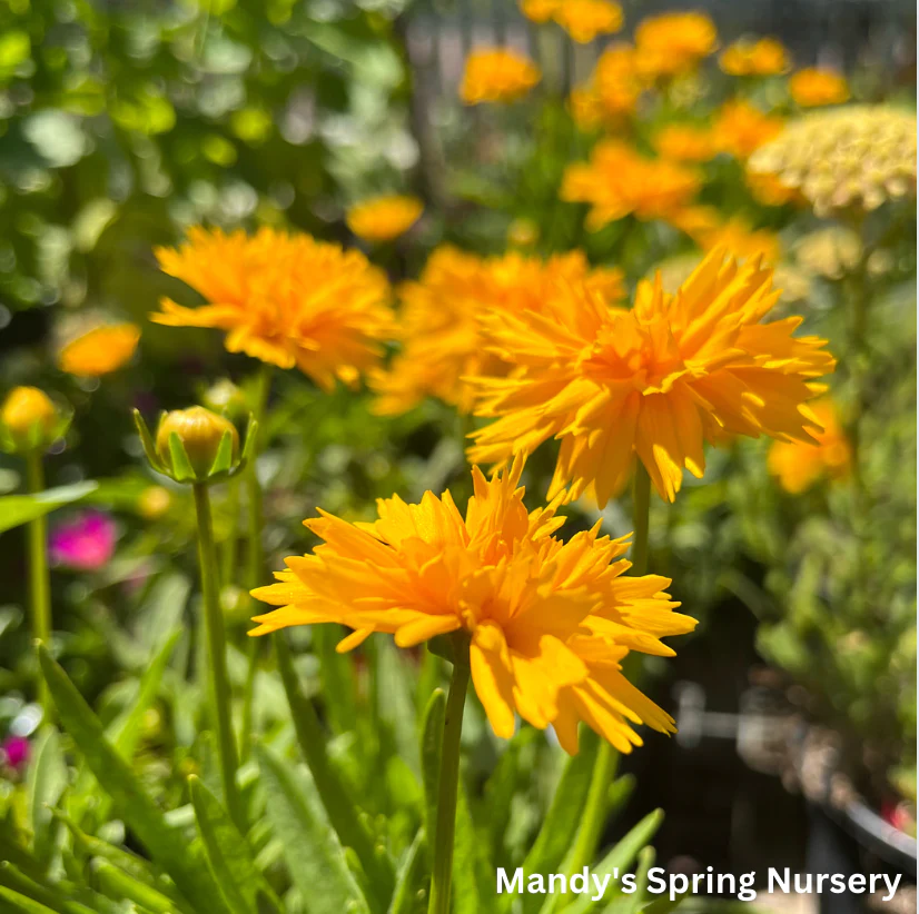 Double the Sun Tickseed | Coreopsis grandiflora - Image 3