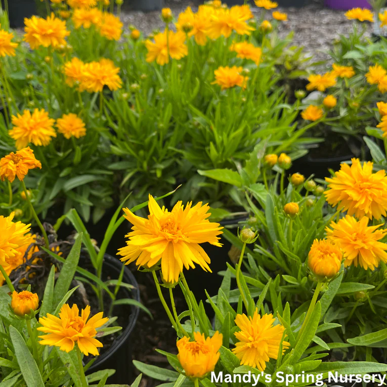 Double the Sun Tickseed | Coreopsis grandiflora - Image 4