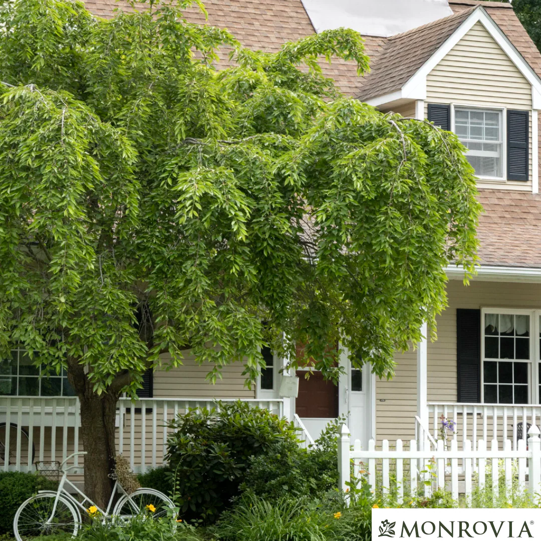 Double Weeping Higan Flowering Cherry | Prunus subhirtella 'Pendula Plena Rosea' - Image 2