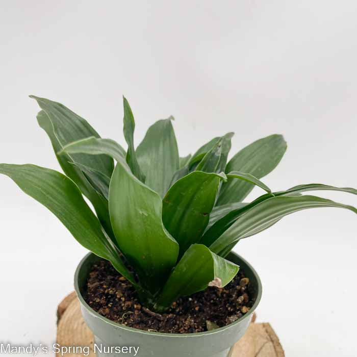 Janet Craig Dracaena | Dracaena fragrans 'Janet Craig' - Image 2