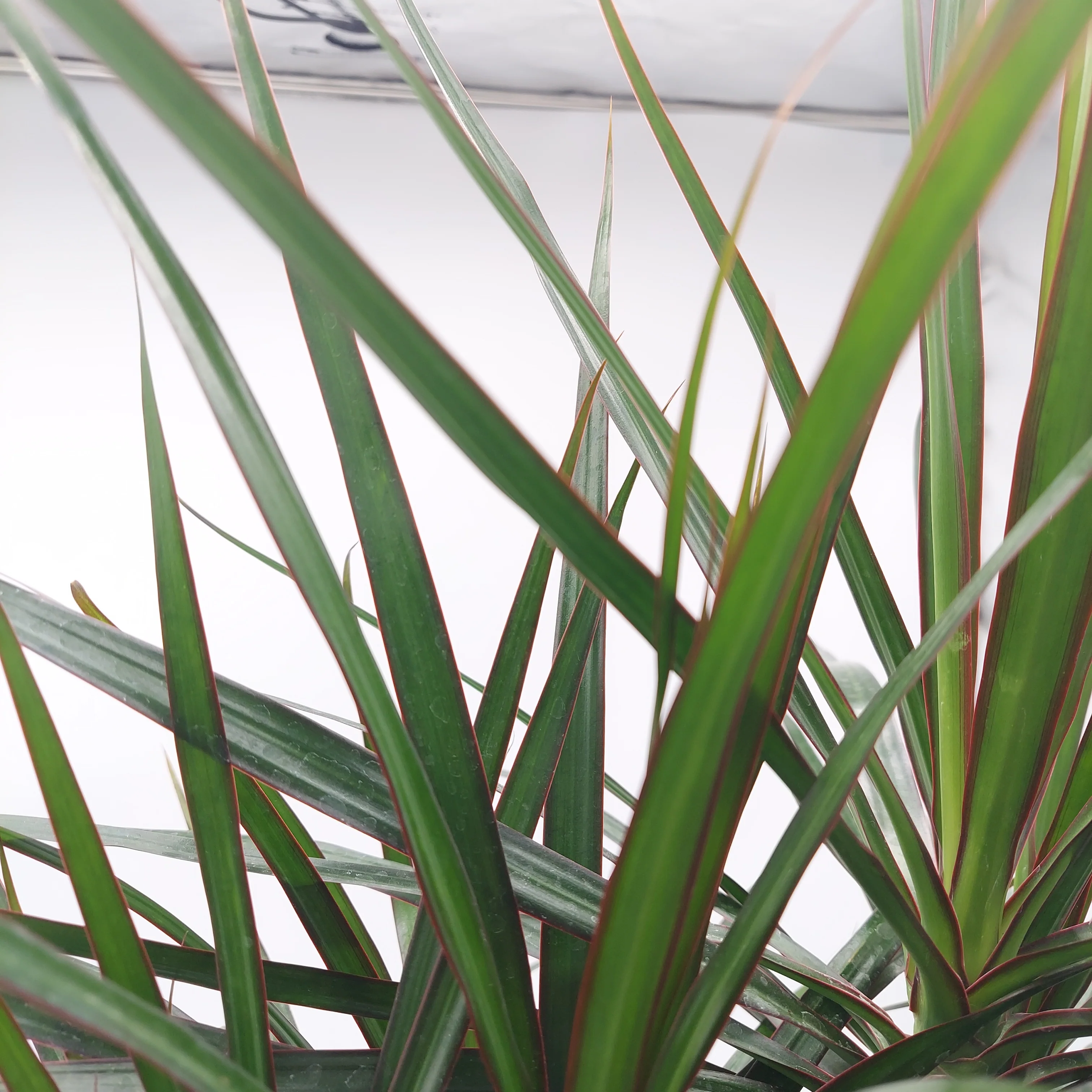 Dragon Tree Candelabra | Dracaena marginata (Candelabra form) - Image 2
