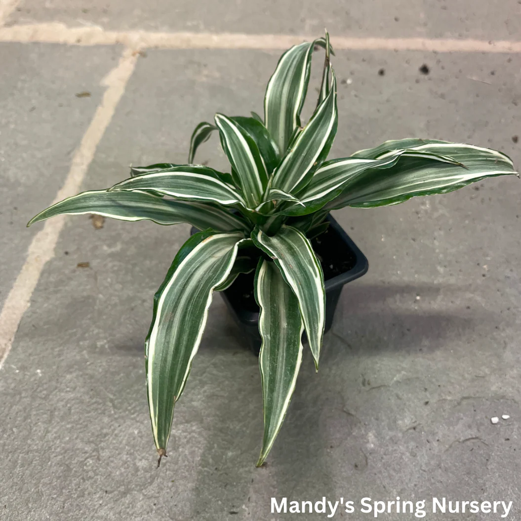 White Jewel Dracaena | Dracaena fragrans 'White Jewel' - Image 2