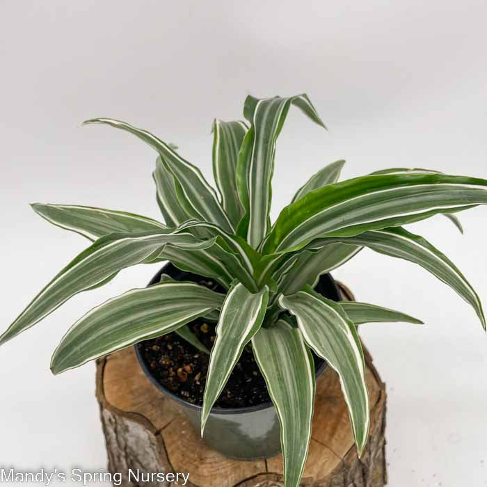 White Jewel Dracaena | Dracaena fragrans 'White Jewel' - Image 3