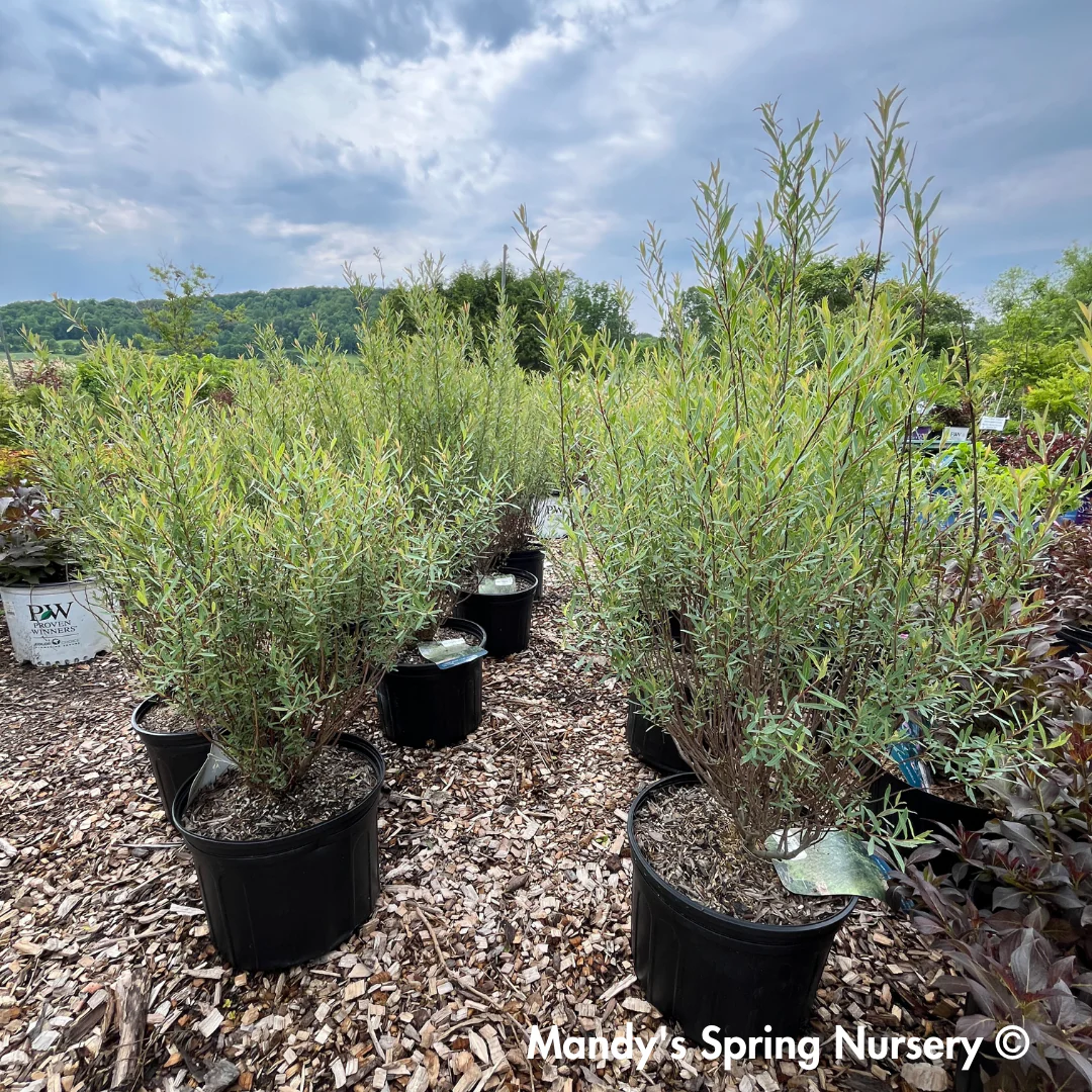 Dwarf Blue Leaf Arctic Willow - Salix purpurea 'Nana' - Image 2