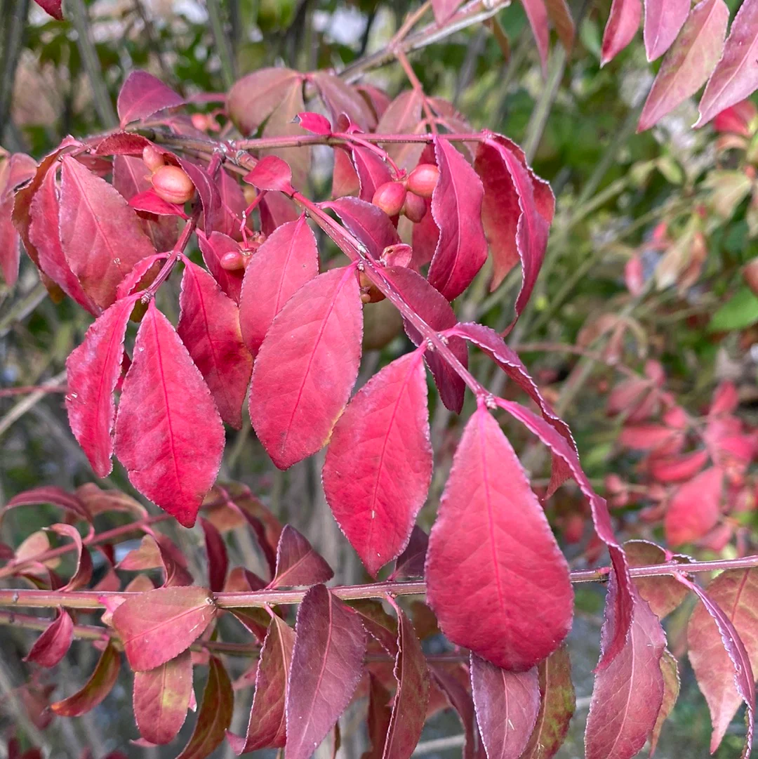 Dwarf Burning Bush | Euonymus alatus - Image 2