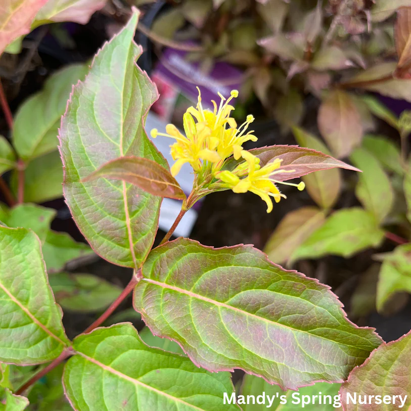 Dwarf Bush Honeysuckle | Diervilla lonicera - Image 2