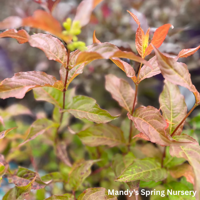 Dwarf Bush Honeysuckle | Diervilla lonicera - Image 3