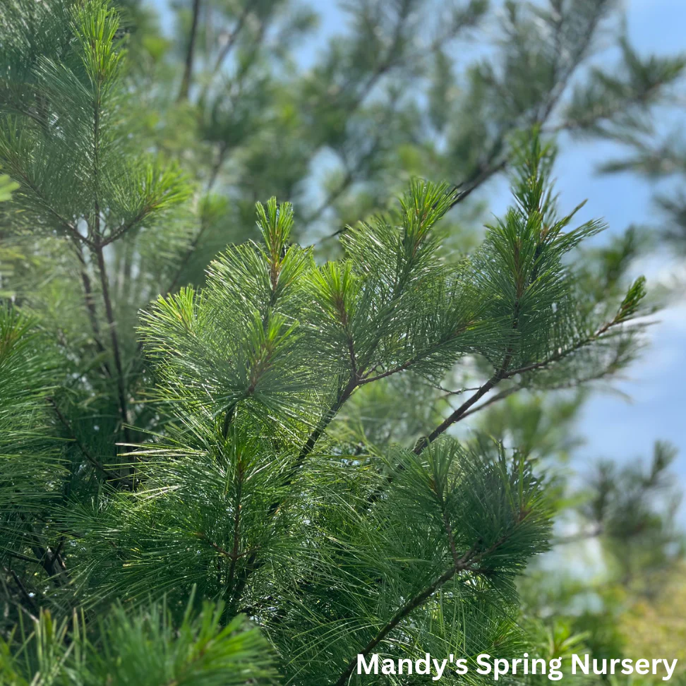 Eastern White Pine | Pinus strobus - Image 3