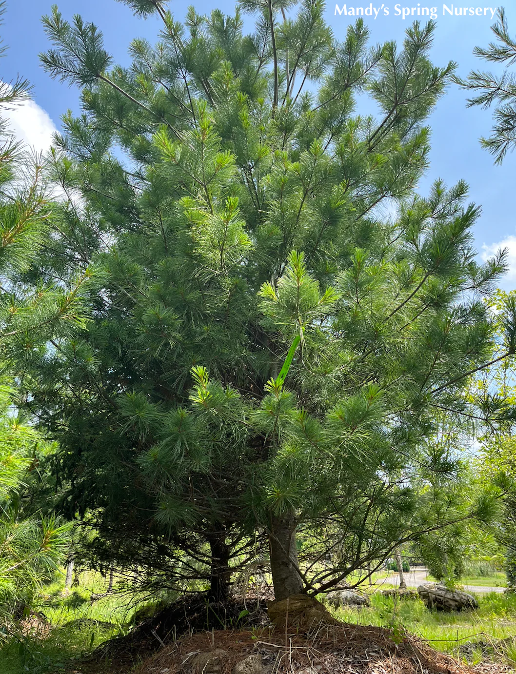 Eastern White Pine | Pinus strobus - Image 4