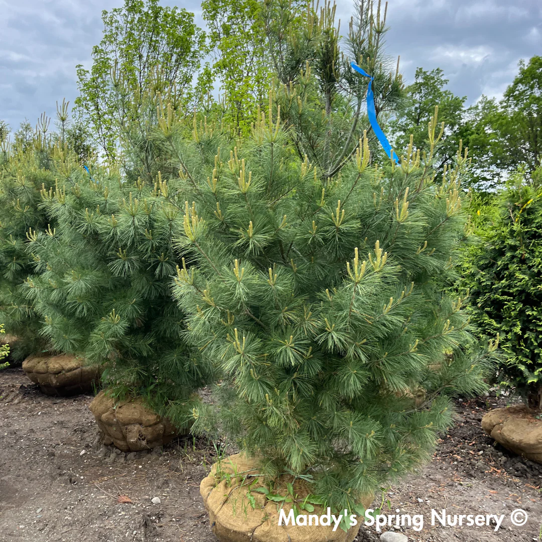 Eastern White Pine | Pinus strobus - Image 5