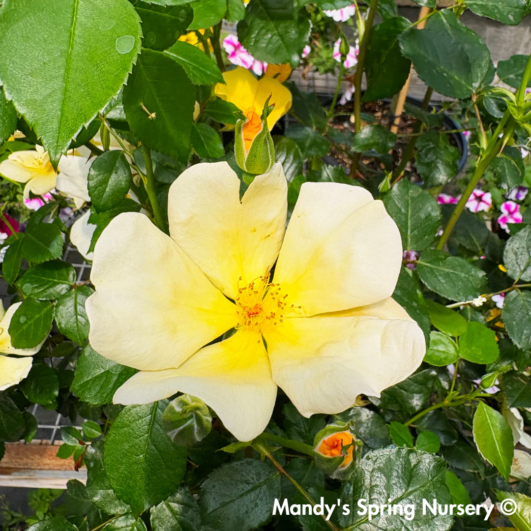 Easy Bee-zy Knock Out Rose Tree-Form | Rosa - Image 2