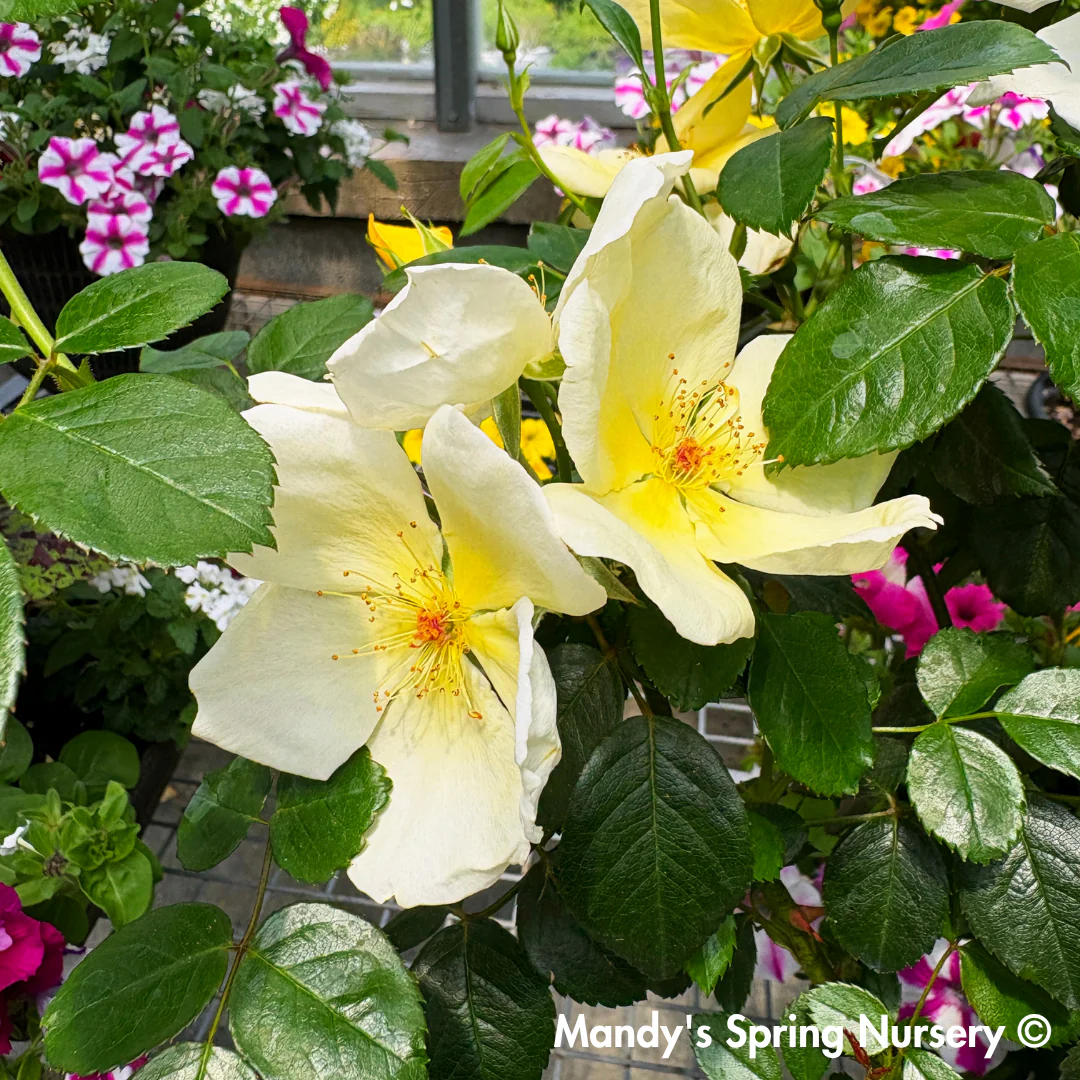 Easy Bee-zy Knock Out Rose Tree-Form | Rosa - Image 4