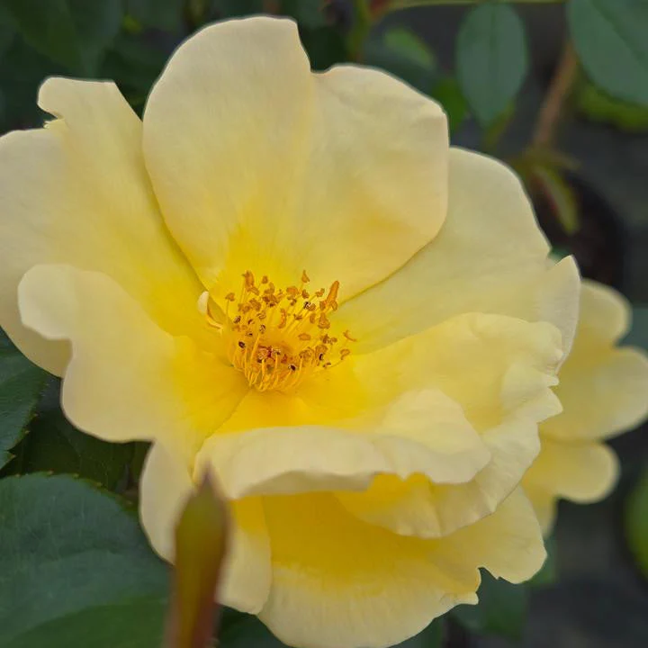 Easy Bee-zy Knock Out Rose Tree-Form | Rosa - Image 5