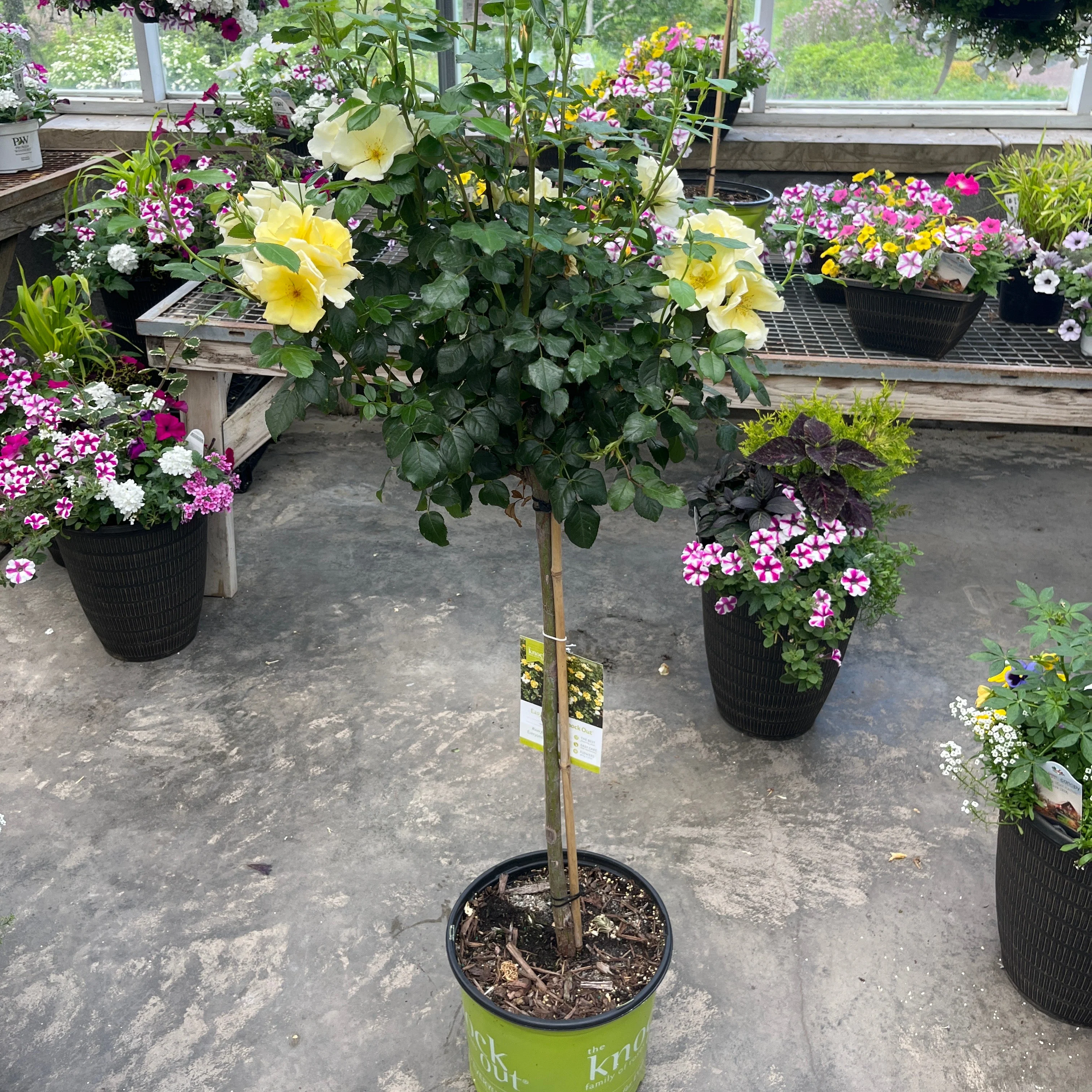 Easy Bee-zy Knock Out Rose Tree-Form | Rosa - Image 3