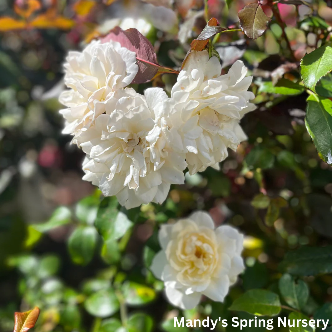 Champagne Wishes Easy Elegance Rose | Rosa - Image 4