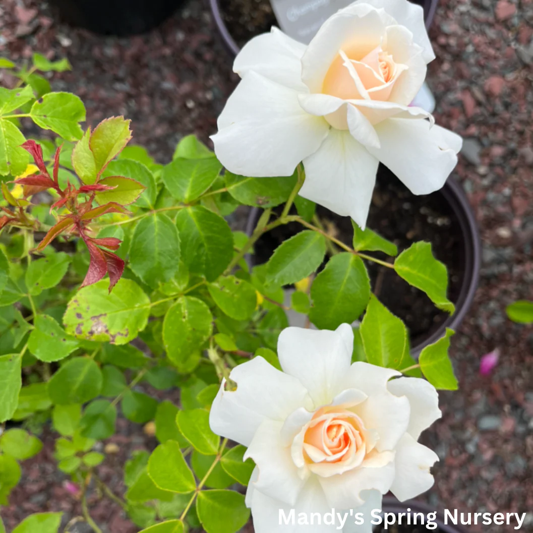 Champagne Wishes Easy Elegance Rose | Rosa - Image 5