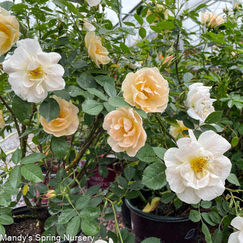 Above and Beyond™ Rose | Rosa - Image 3
