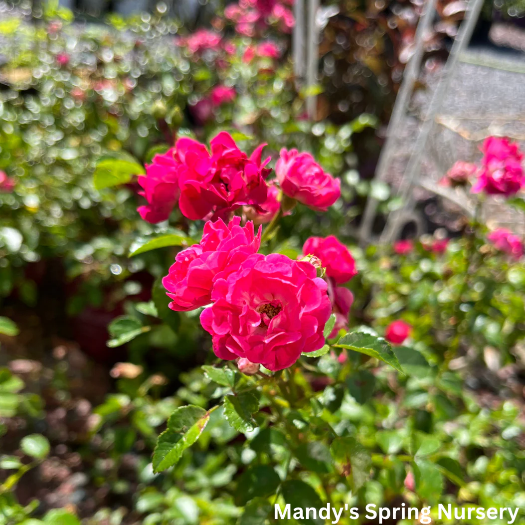 Little Mischief Easy Elegance Rose | Rosa - Image 3
