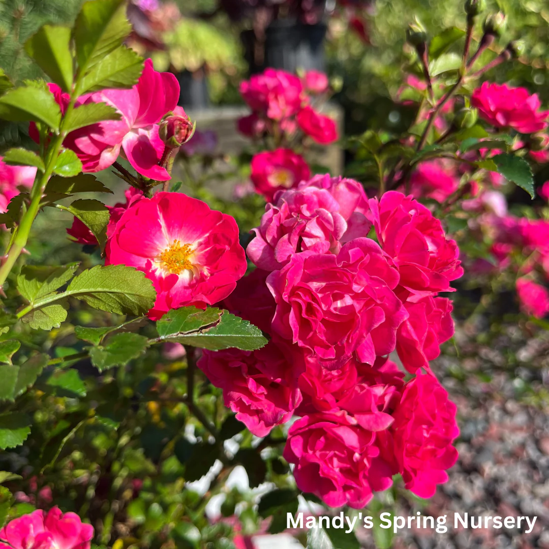 Little Mischief Easy Elegance Rose | Rosa - Image 5