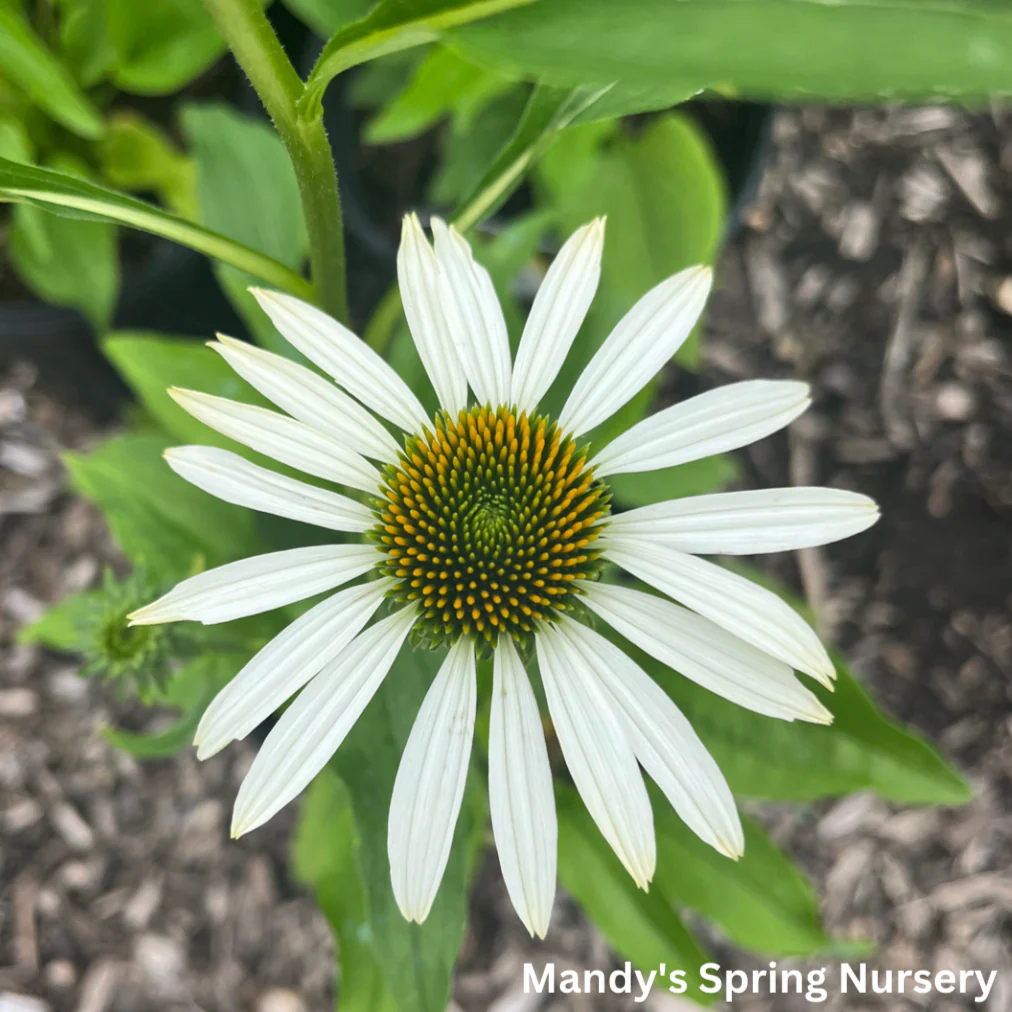 'White Swan' Coneflower | Echinacea - Image 3