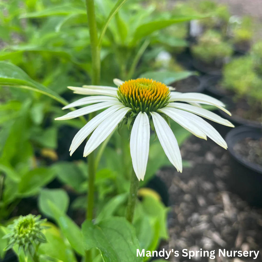 'White Swan' Coneflower | Echinacea - Image 4