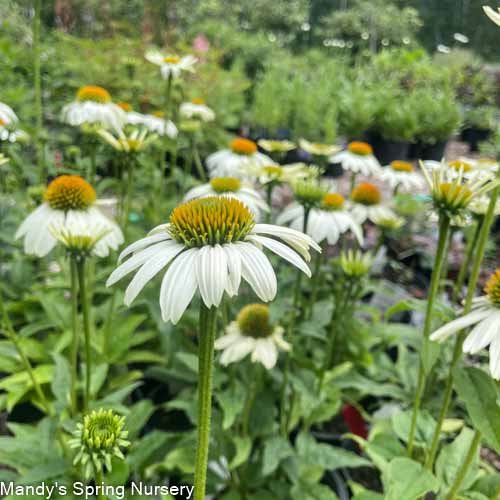'Pow Wow' White Coneflower | Echinacea purpurea - Image 10