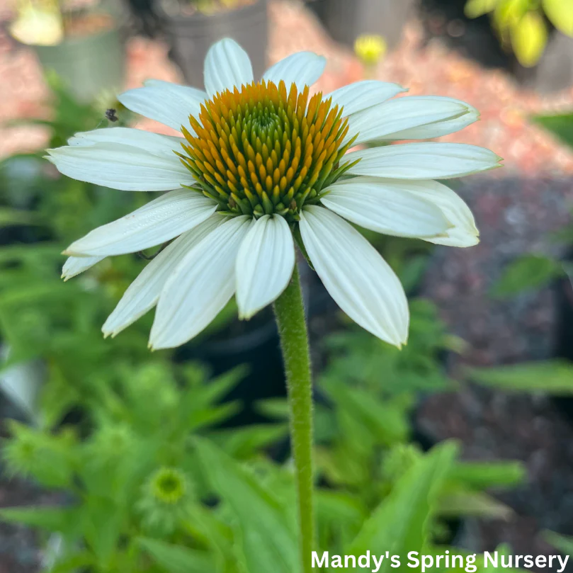 'Pow Wow' White Coneflower | Echinacea purpurea - Image 12