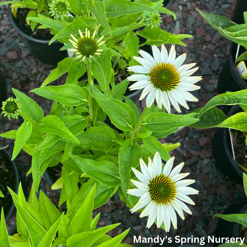 'Pow Wow' White Coneflower | Echinacea purpurea - Image 13