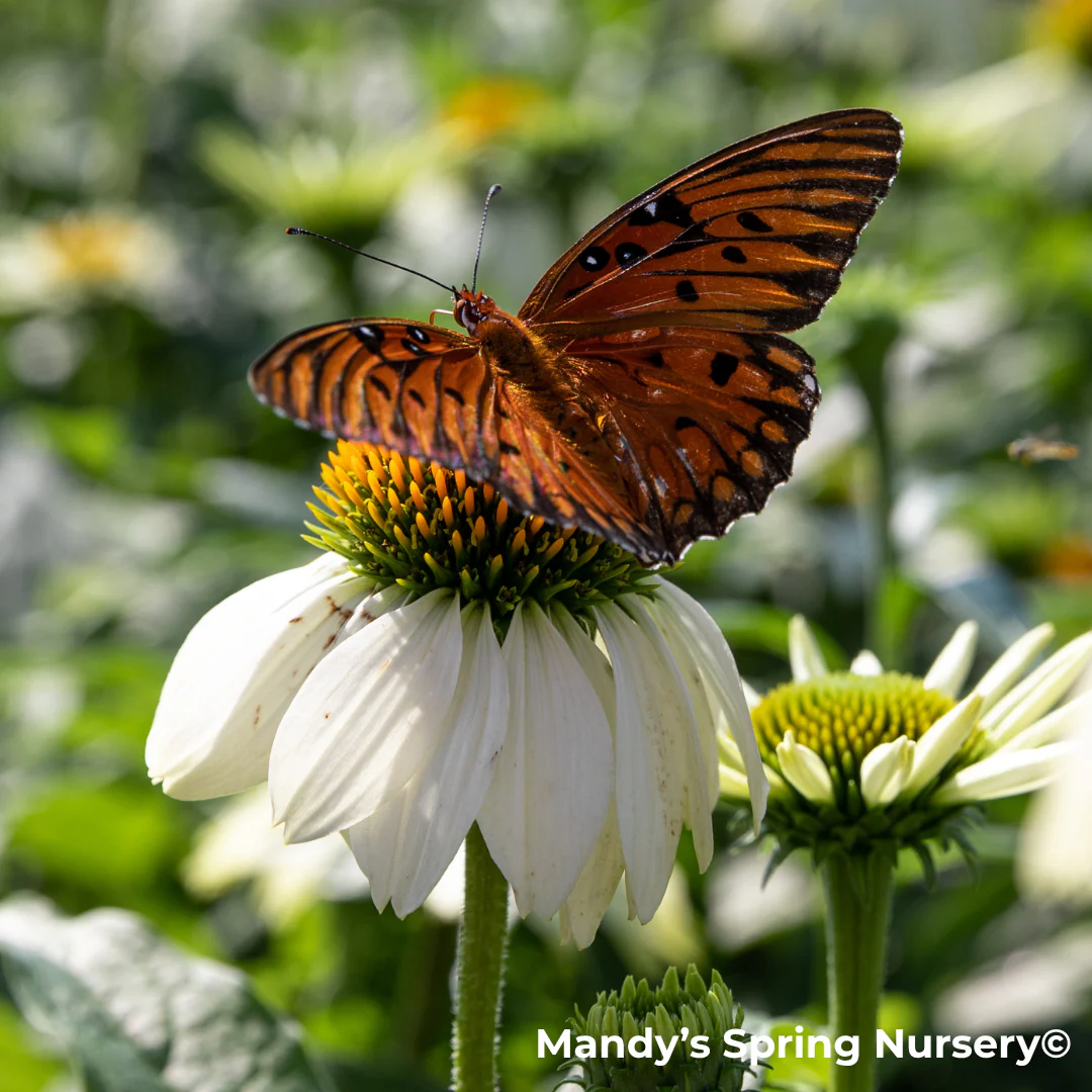 'Pow Wow' White Coneflower | Echinacea purpurea - Image 14