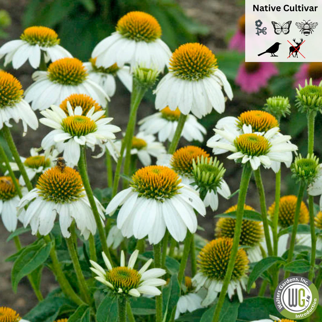 'Pow Wow' White Coneflower | Echinacea purpurea - Image 2