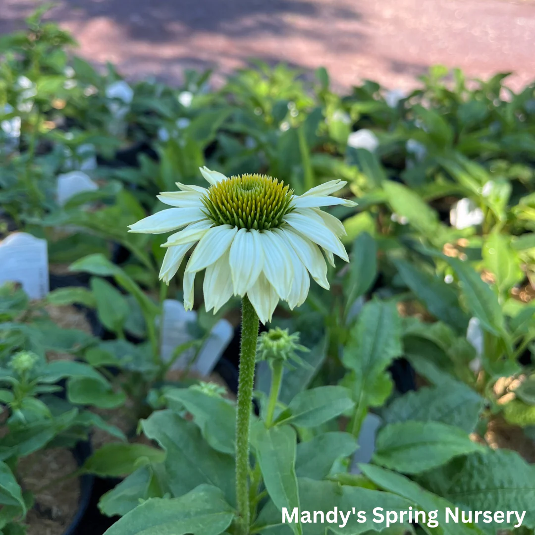 'Pow Wow' White Coneflower | Echinacea purpurea - Image 8