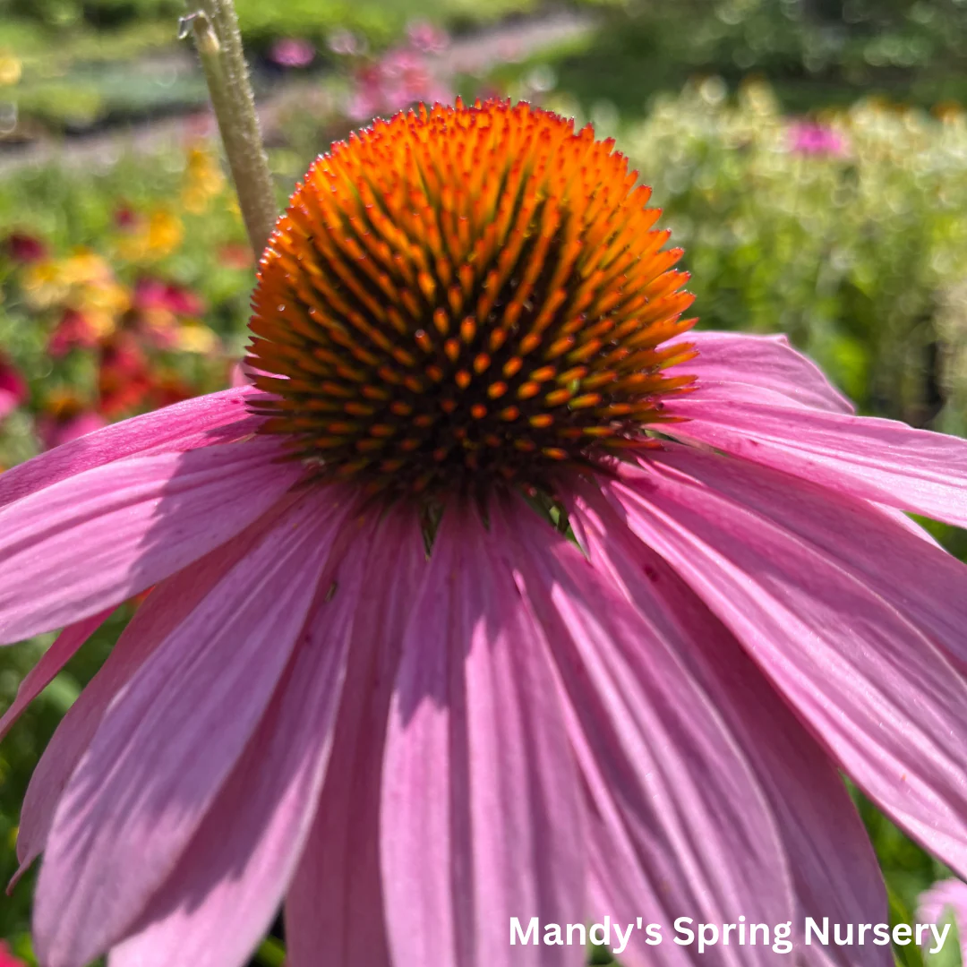 'Magnus' Coneflower |  Echinacea purpurea 'Magnus' - Image 5