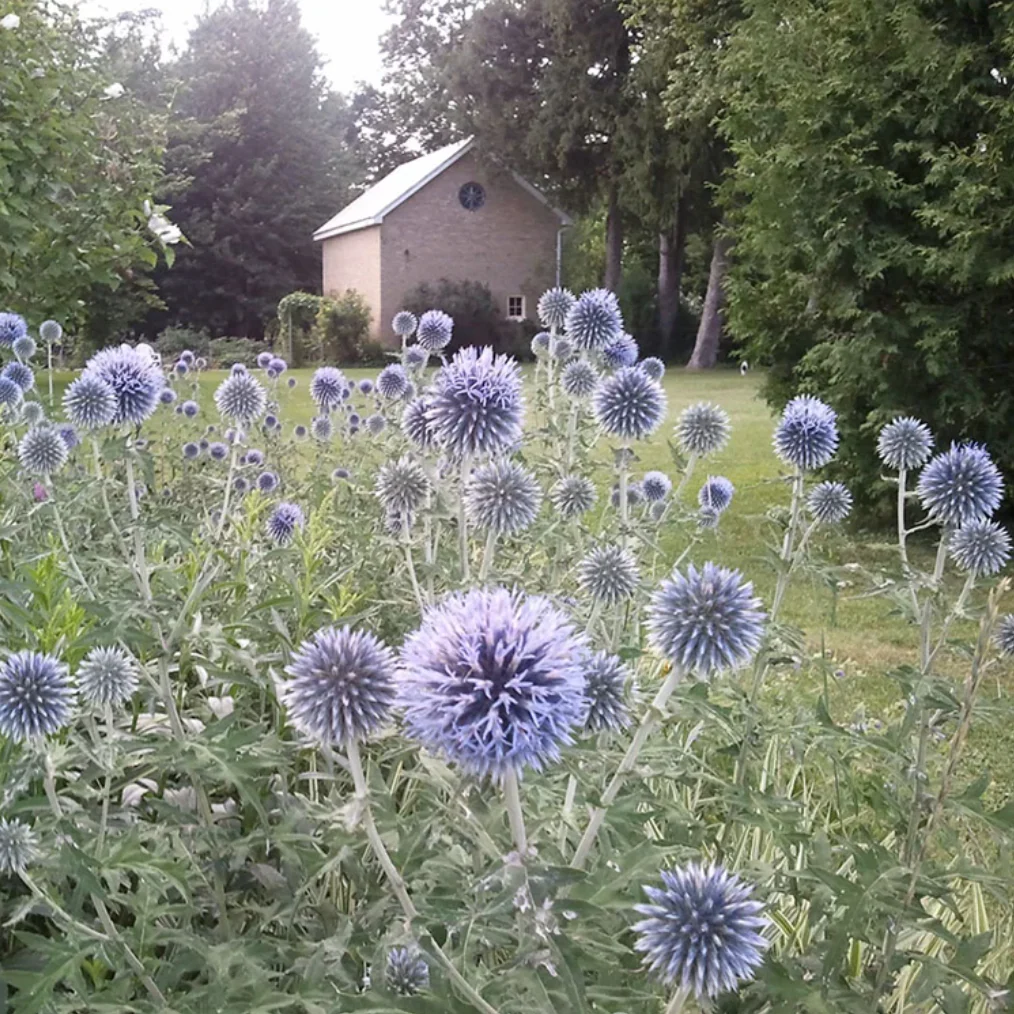 'Veitch's Blue' Globe Thistle | Echinops ritro - Image 2